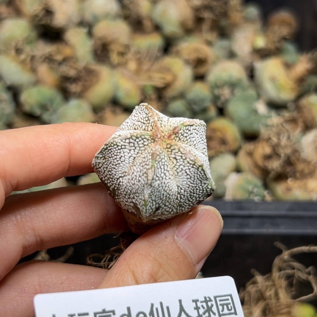 343仙人球的故事