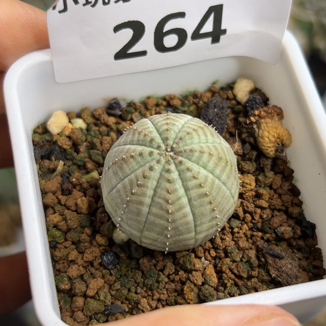 264仙人球下布纹球实生