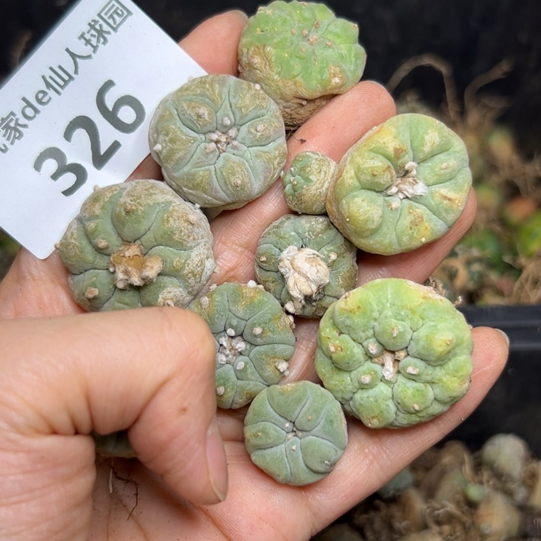 梅**雪326仙人球的故事