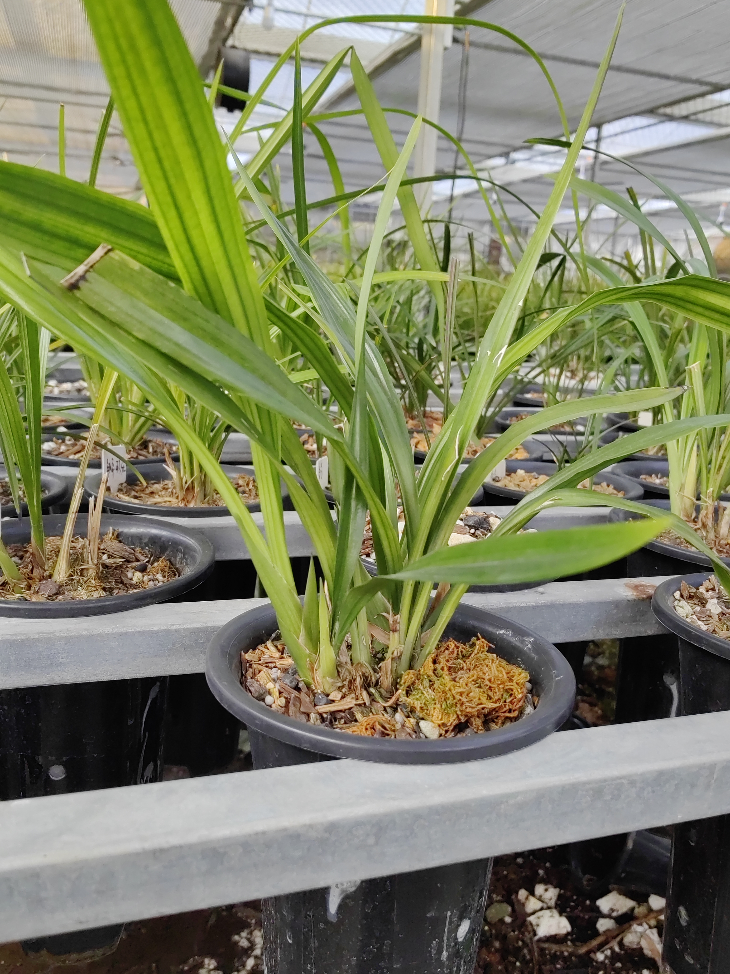 香花国兰（春兰、惠兰、春剑、墨兰、秋榜、秋芝、莲瓣）随机发货