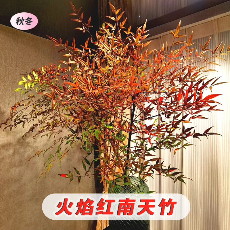 南天竹水培植物水养盆栽室内花卉鲜切枝桌面水培四季好养