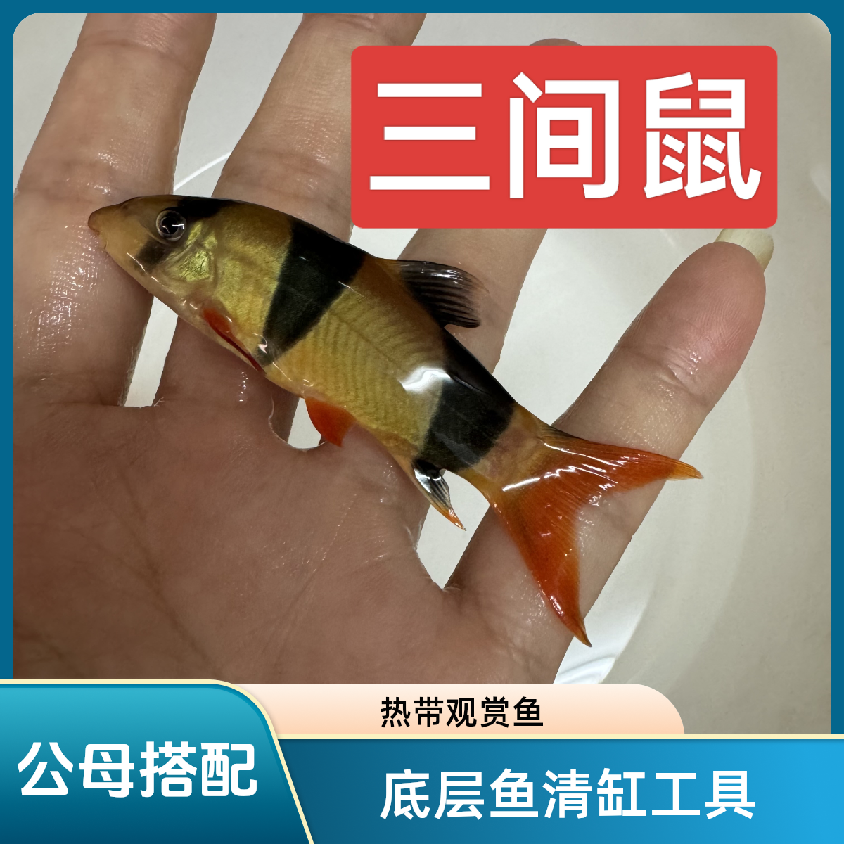 三间鼠热带观赏鱼底层鱼清缸工具鱼印尼进口混养发货活体鱼好养活