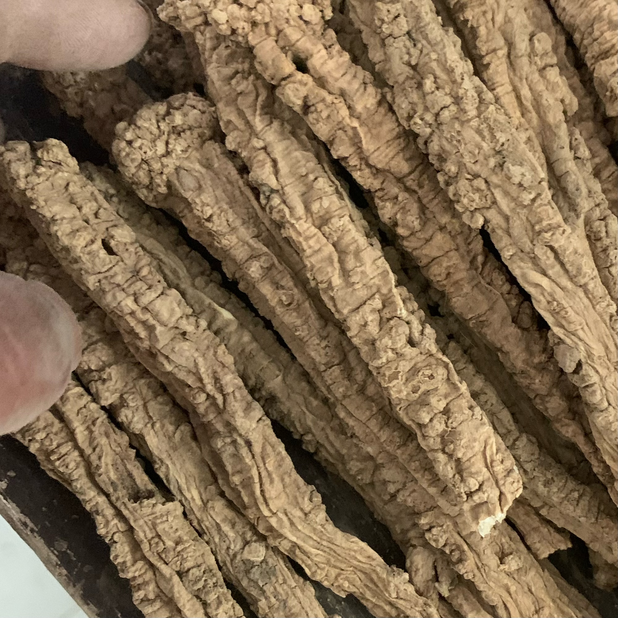 【野外党参】多年生党参250克包邮