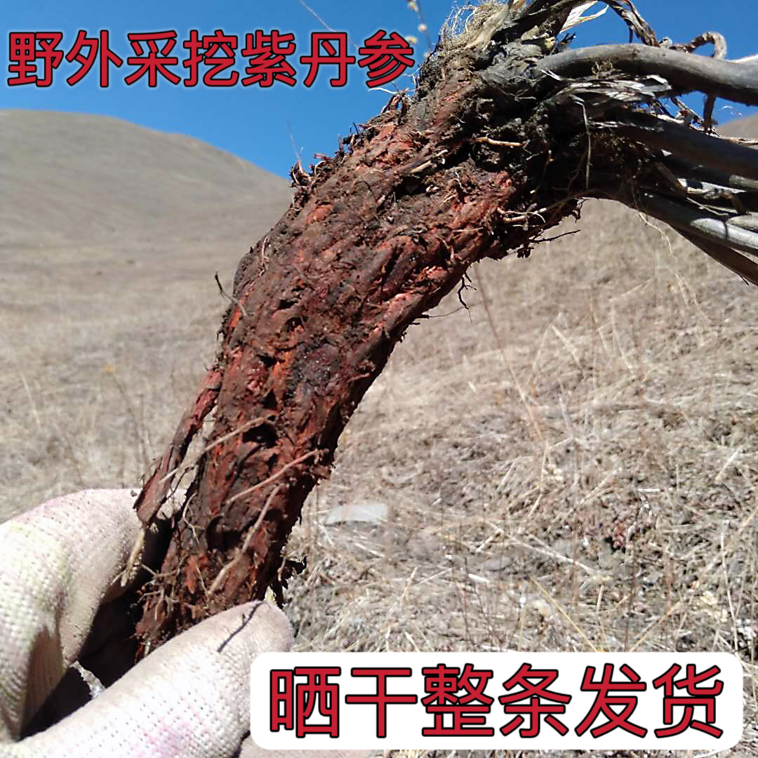 甘肃紫丹参野外采挖晒干整条发货250克包邮