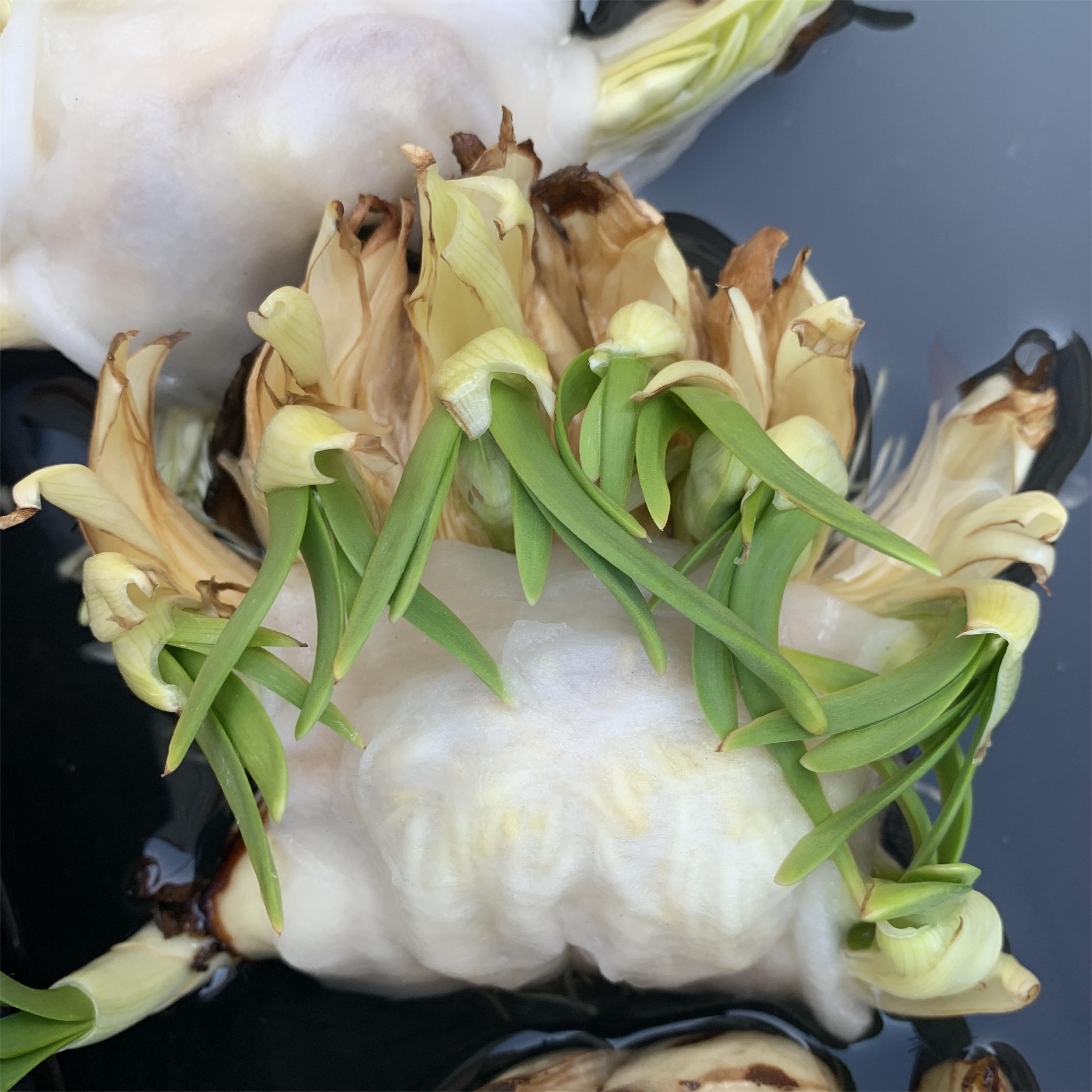 蟹爪水仙卷叶人工矮化水仙花美观室内