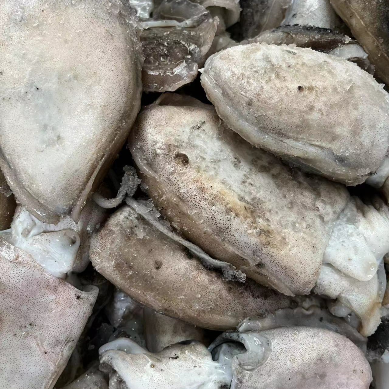 大连海捕深海墨鱼，一单4斤左右