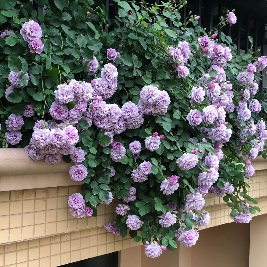 應花园 蓝色阴雨 德国科德斯多头勤花 丰花 多季藤本