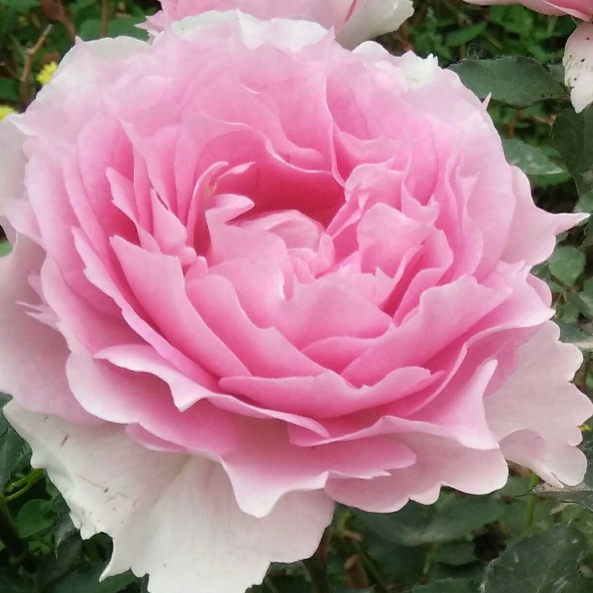 應花园裸根修剪发货 粉天方/托妮莎德 木村卓功少刺强香 抗病耐热