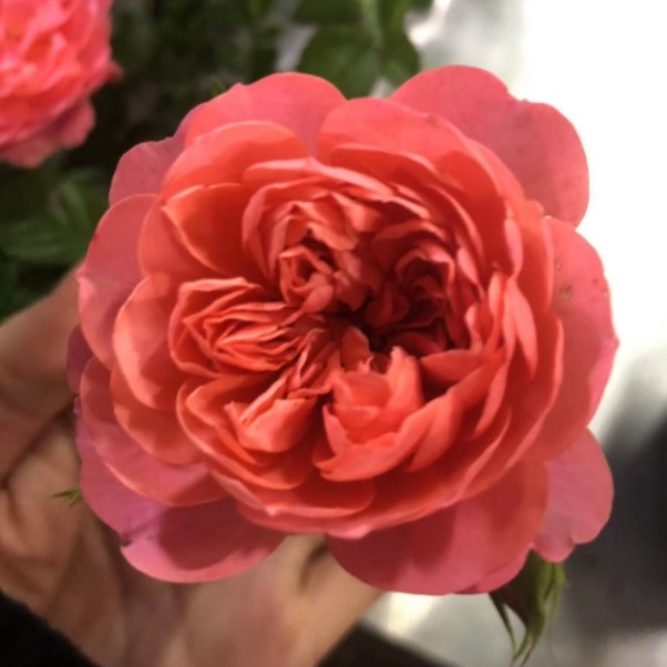 應花园裸根修剪发货 血橙 果汁阳台芽变 多头勤花 丰花抗病灌木