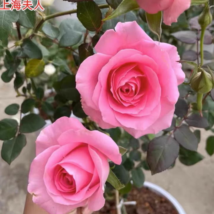 應花园裸根修剪发货 上海夫人/上海淑女 丹陶切花抗病耐热灌木