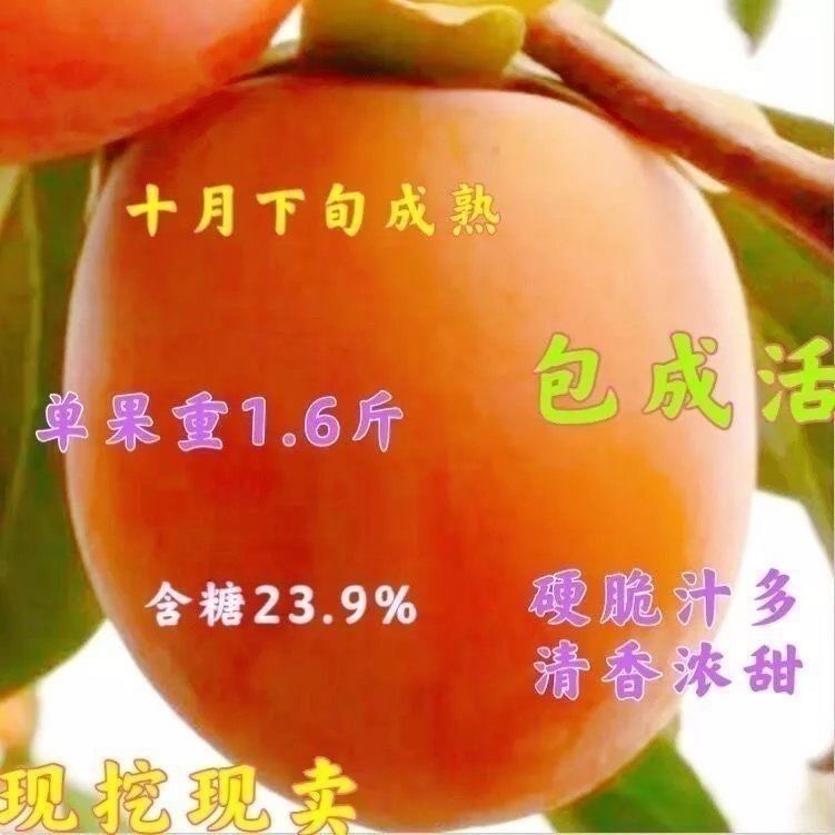 无籽嫁接大果柿子树苗 清峰甜脆柿树苗 单果重1.6斤脆甜 摘下就吃