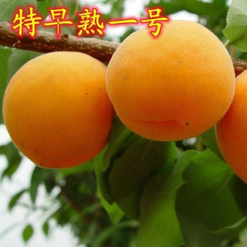 特熟早一号大杏树苗嫁接杏苗早熟晚熟特大果树苗南北方种植耐寒
