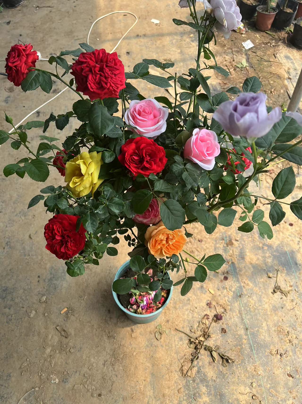 树桩月季棒棒糖造型大苗庭院造景好养四季开花（修剪发货）