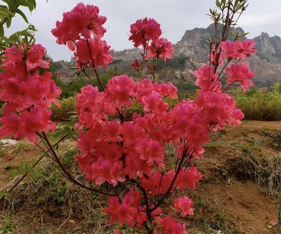 印山红开小红花到货