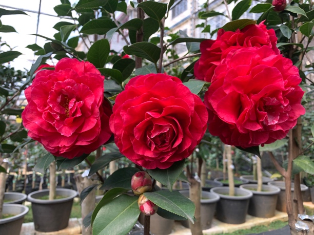 云南茶花靠接6年精品拉力皮特（西楚霸王）传统靠接苗
