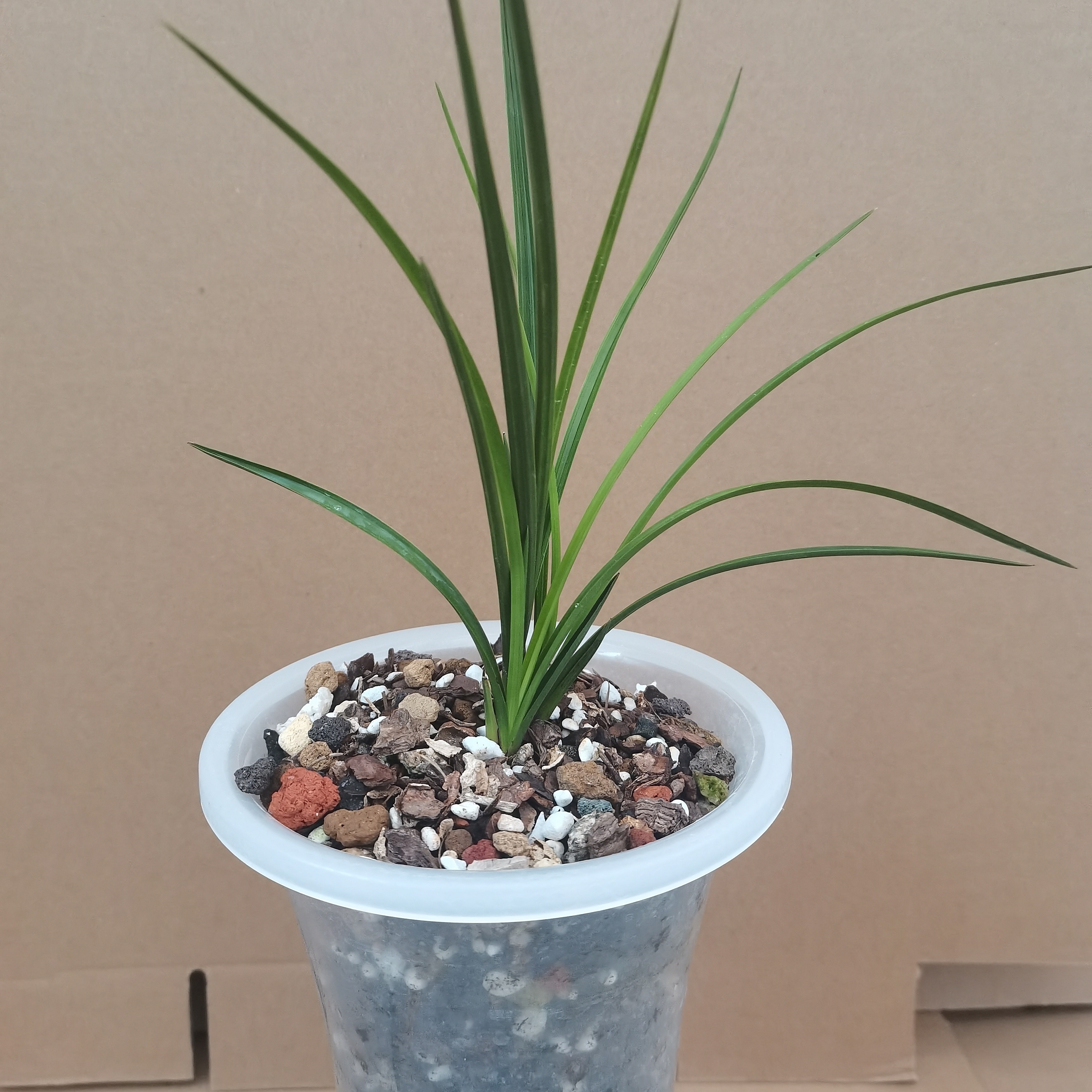 国花之一兰花，兰草花，又名蕙兰香者为王，外观幽美！靓丽