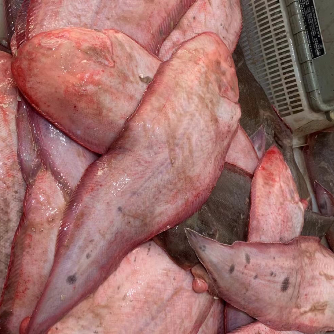 野生海捕塌目鱼 当日达2斤以上