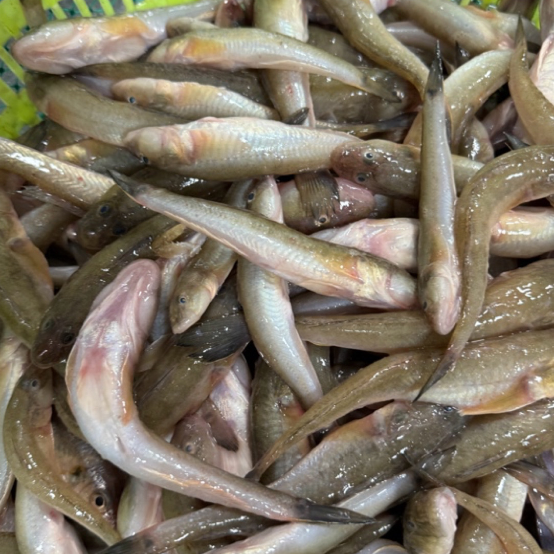 野生海鲶鱼 天津同城当天到