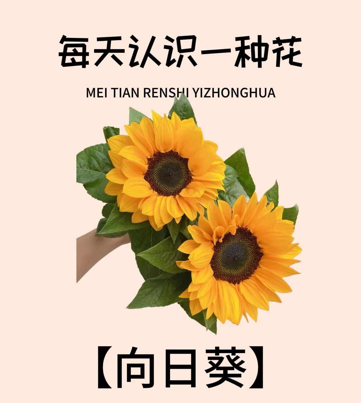 向日葵5枝（日喀则市区满99包配送）地区补差价