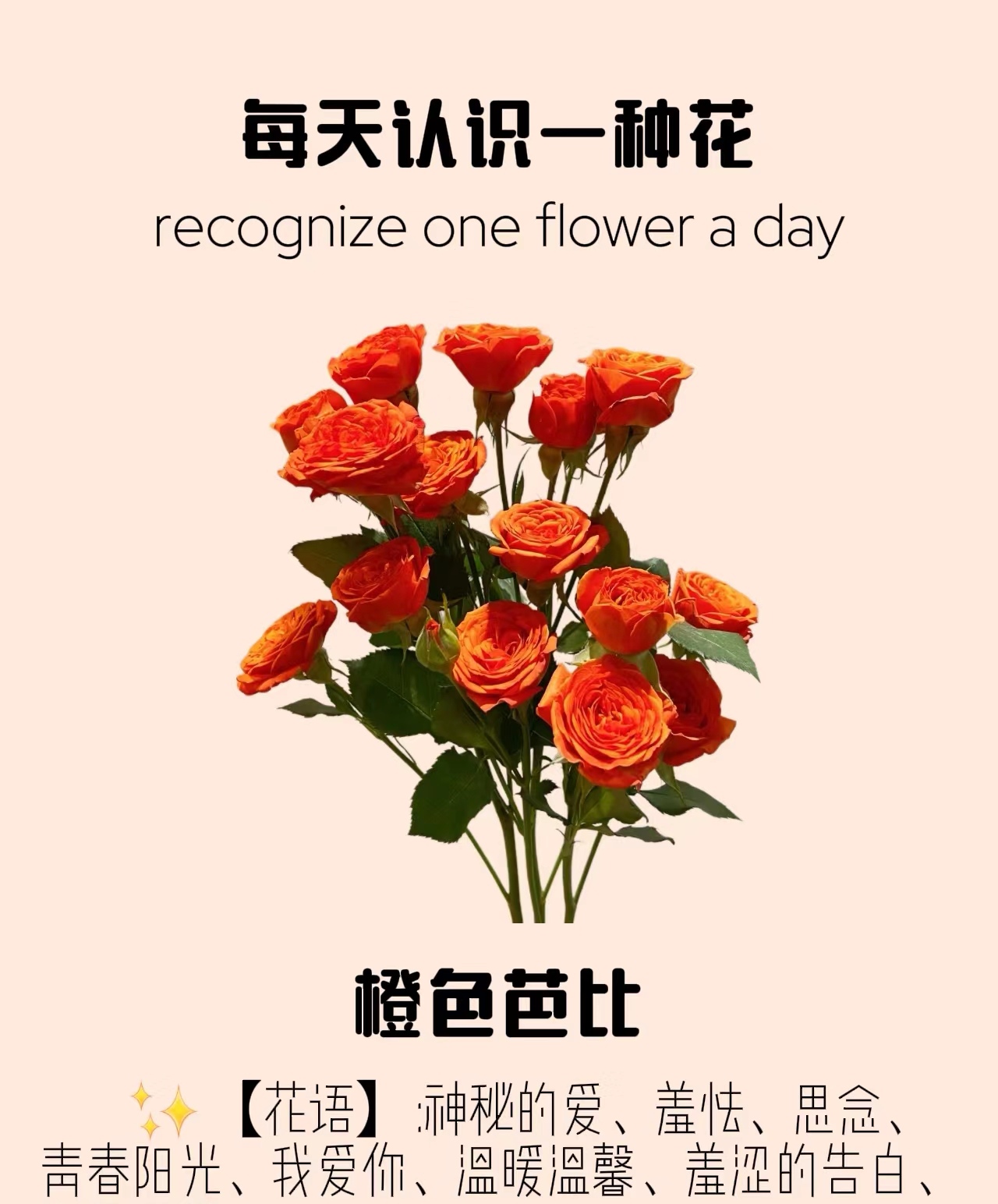 橙芭比多头玫瑰5枝（日喀则市区满99包配送）地区补差价