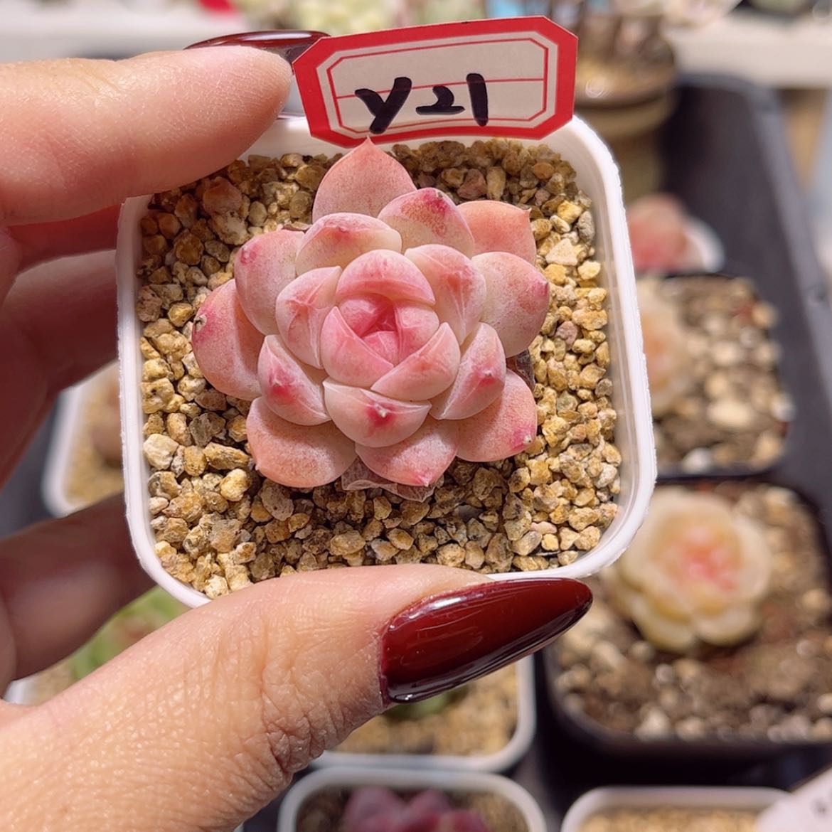 【闪购商品】Y21p糖