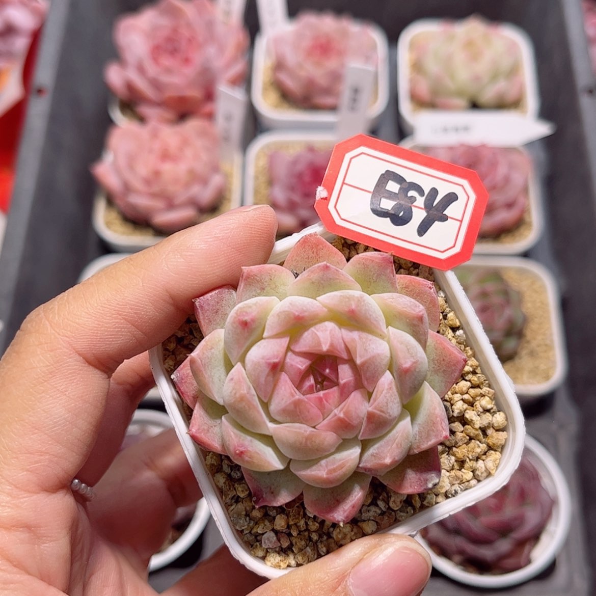 【闪购商品】E84yu