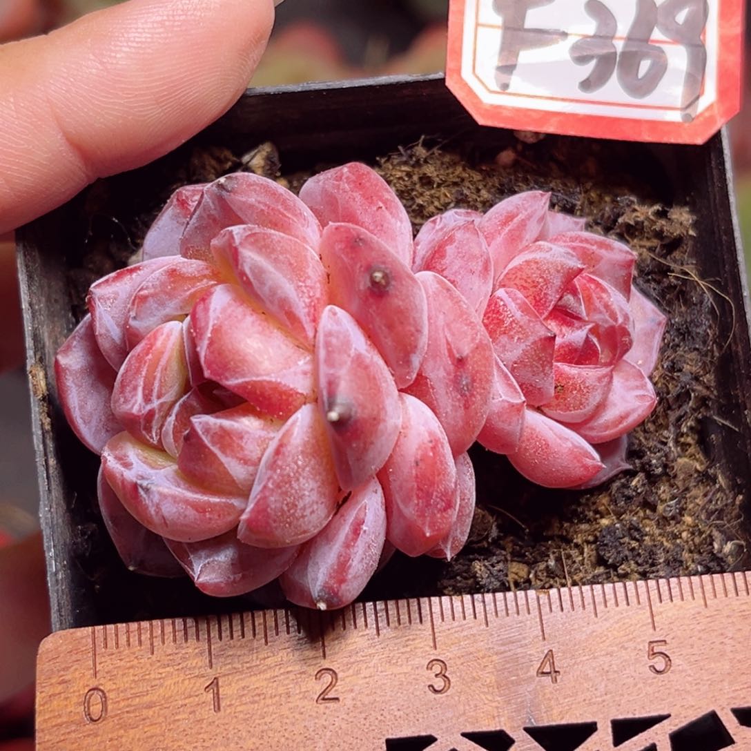 F369 一物一拍 赤炎珍妮