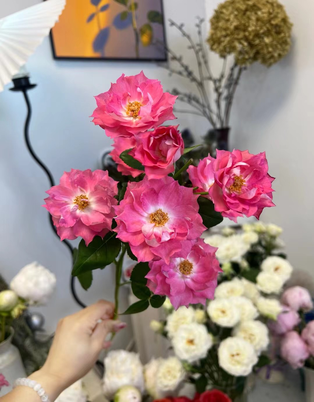 【花甜悦夏优选】山椒雀多头玫瑰（百分之十不售后2个订单包邮