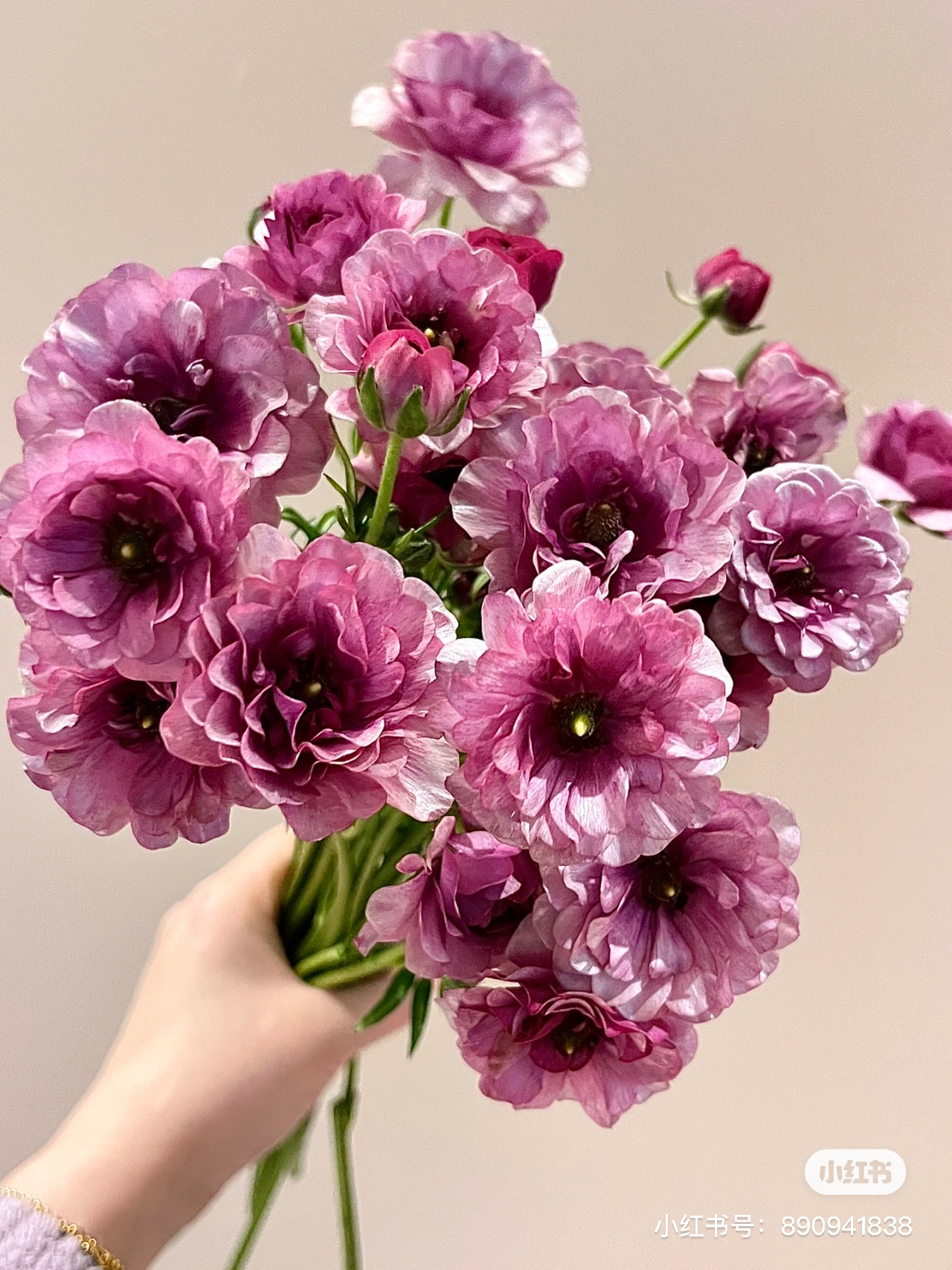 【花甜悦夏优选】乌梅子酱蝴蝶洋牡丹百分之十不售后3个冷链4个空运