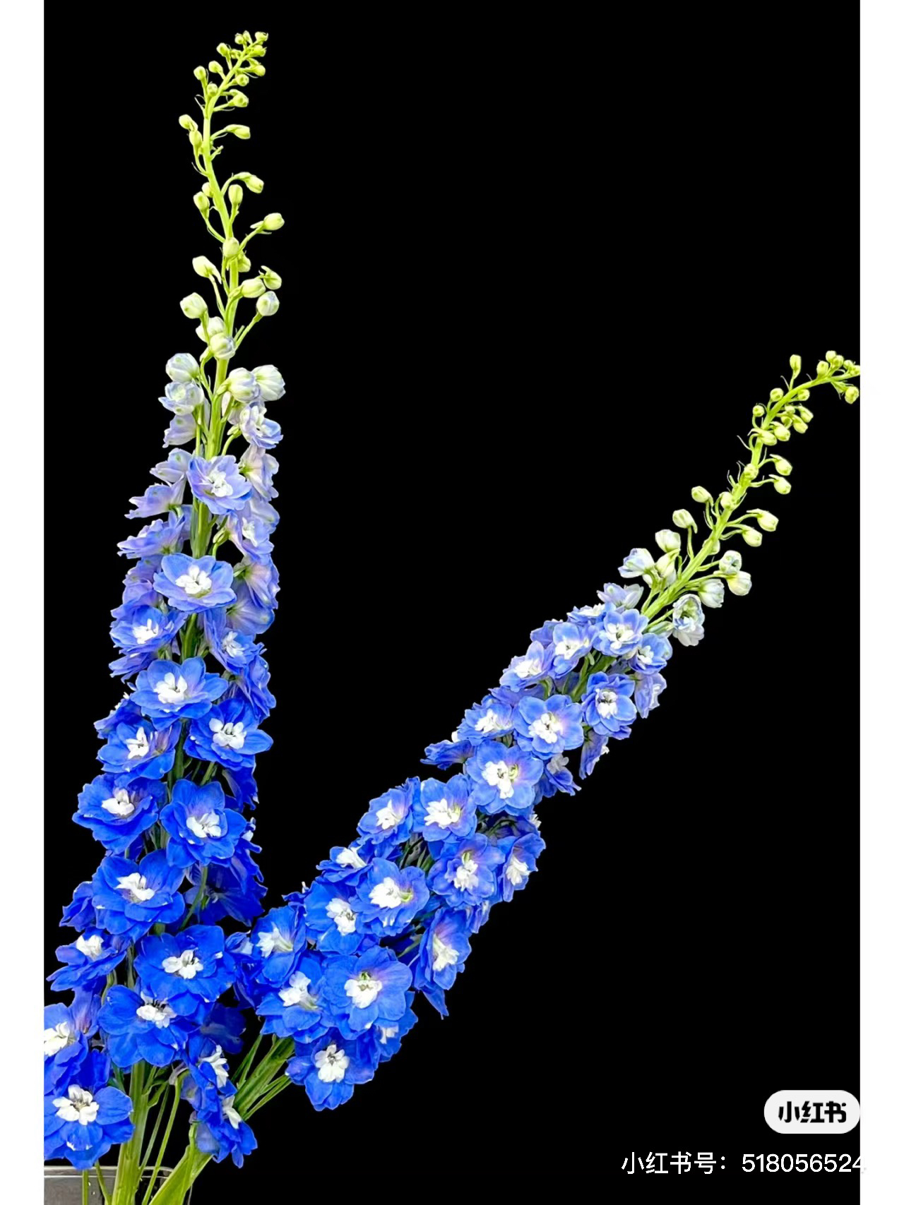 【花甜悦夏优选】宝熠克雷斯蓝大飞燕（百分之十不售后1个订单包邮