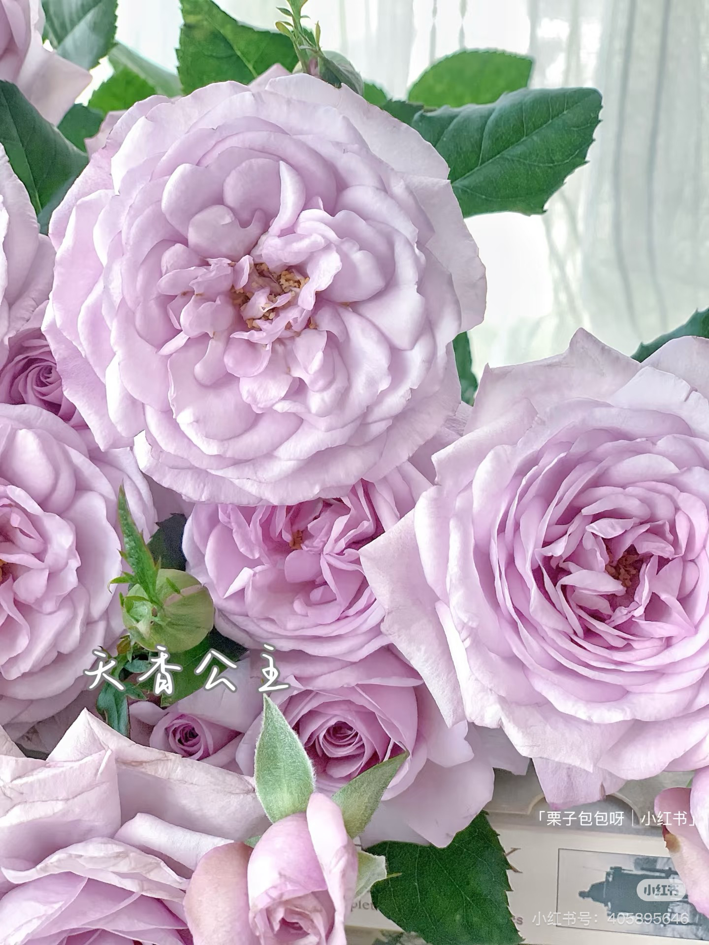 【花甜悦夏优选】天香公主多头玫瑰（百分之十不售后2个订单包邮