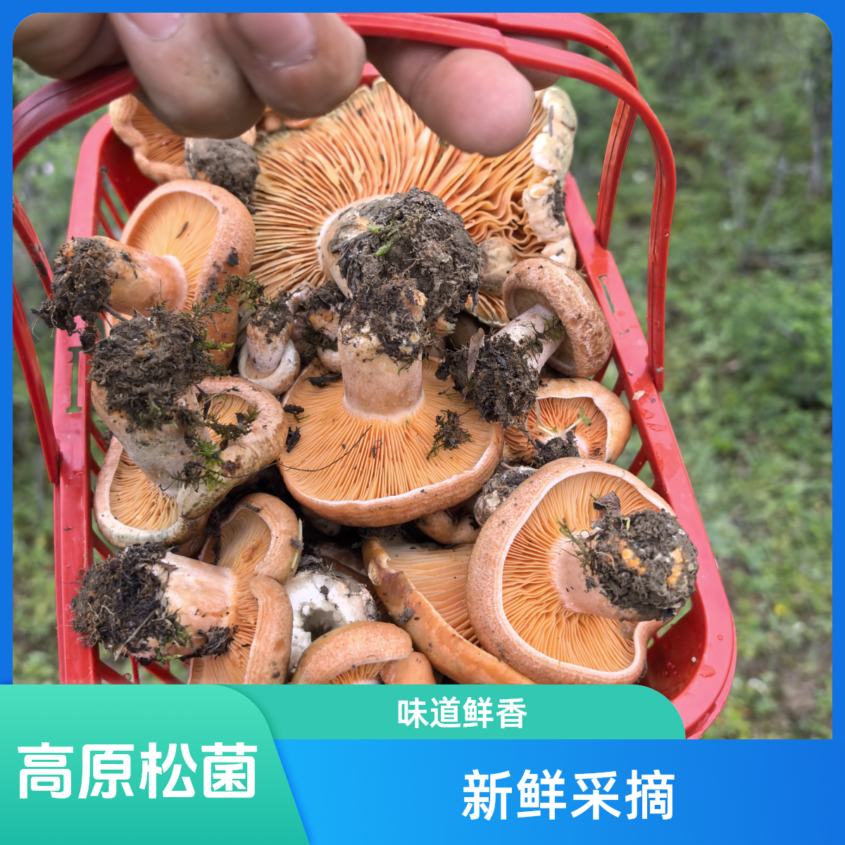 四川高原新鲜松树菌重阳熟菌铜绿菌三九菇谷熟菌九月香