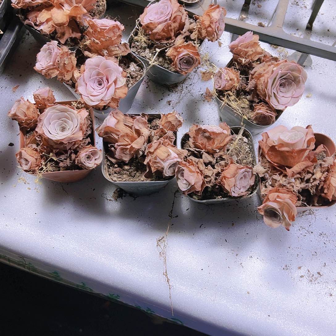 粉玫瑰群8群玫瑰