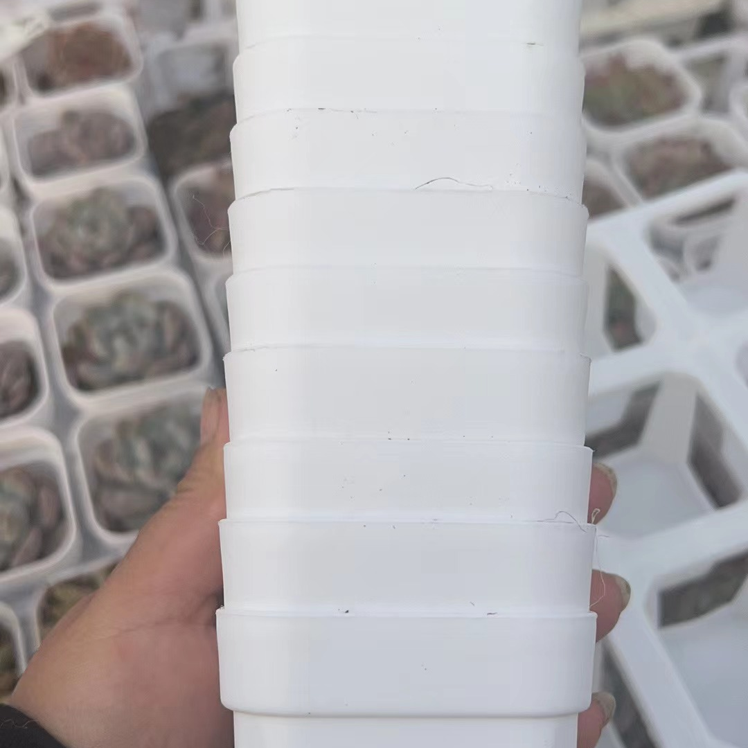 多肉植物小白盆6厘米盆二十个