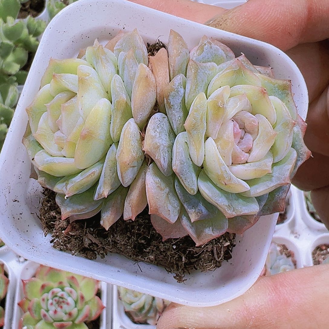 双头秘境多肉19包邮