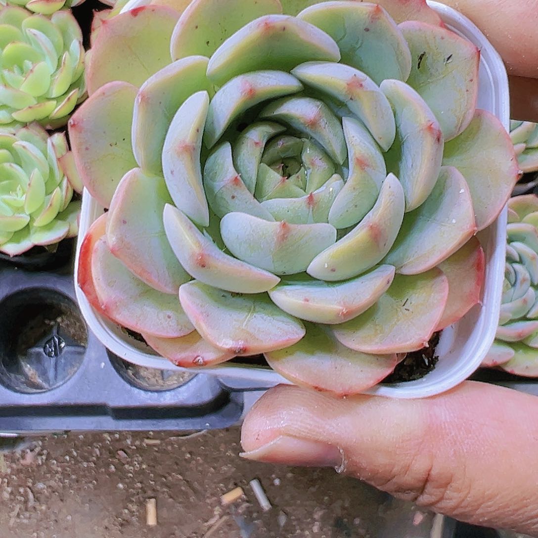 sk多肉植物19包邮