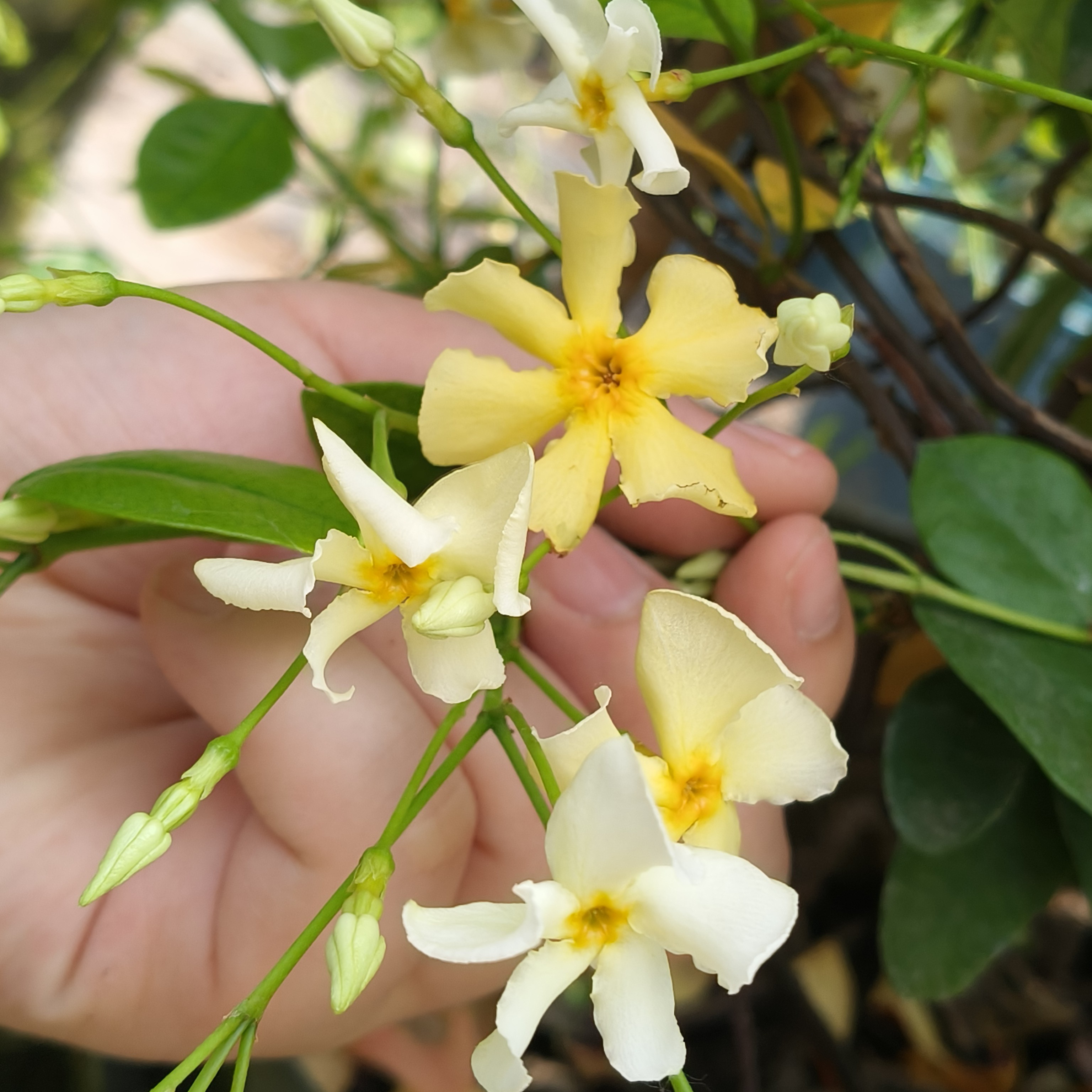 风车茉莉阳台好养黄色多季开花