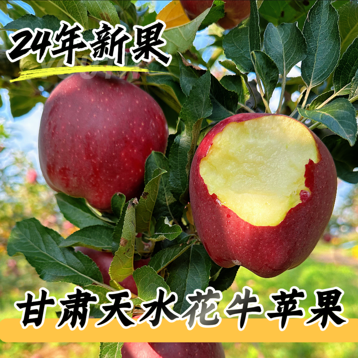 【2024年新果】正宗甘肃花牛苹果脆粉两吃现摘应季水果宝宝辅食H