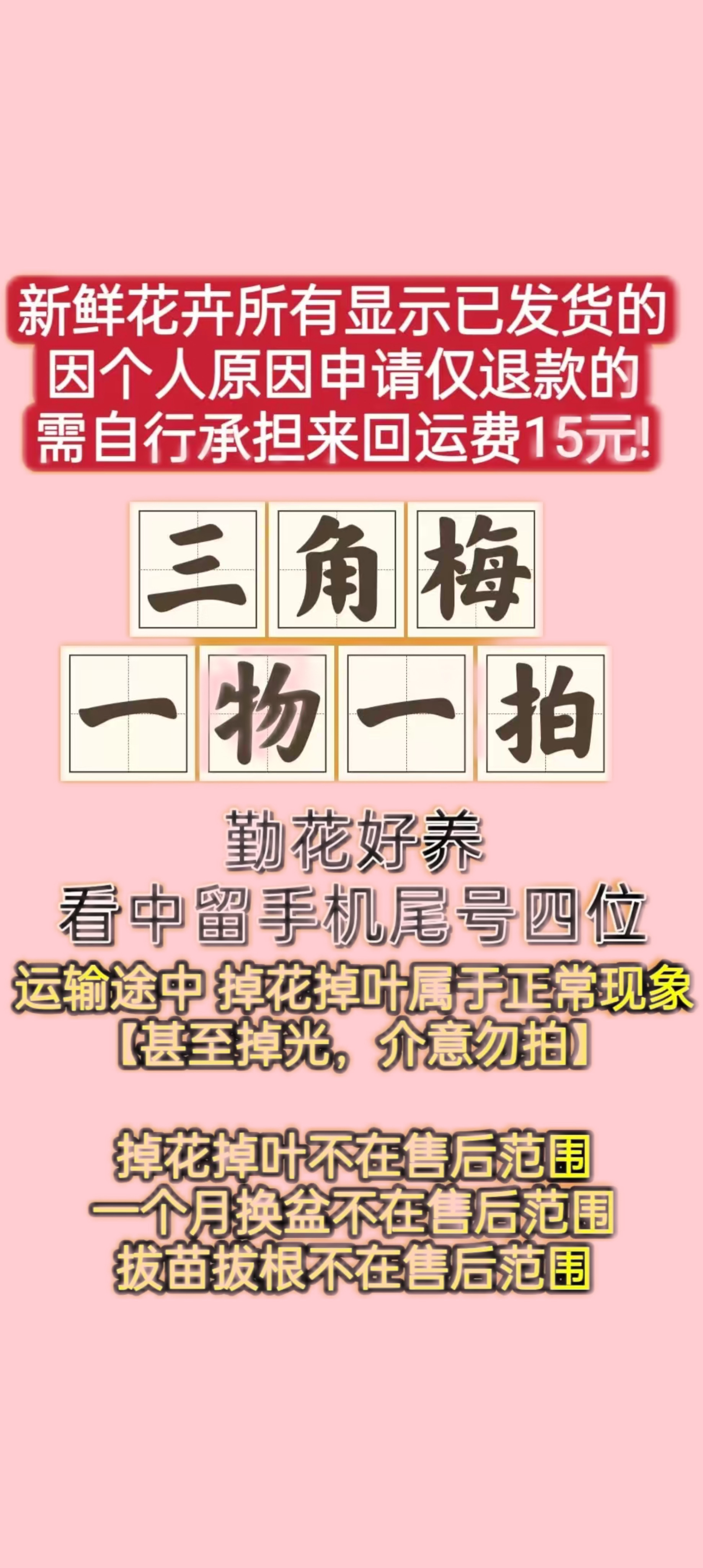 三角梅绿植盆栽花卉阳台庭院四季开花勤花