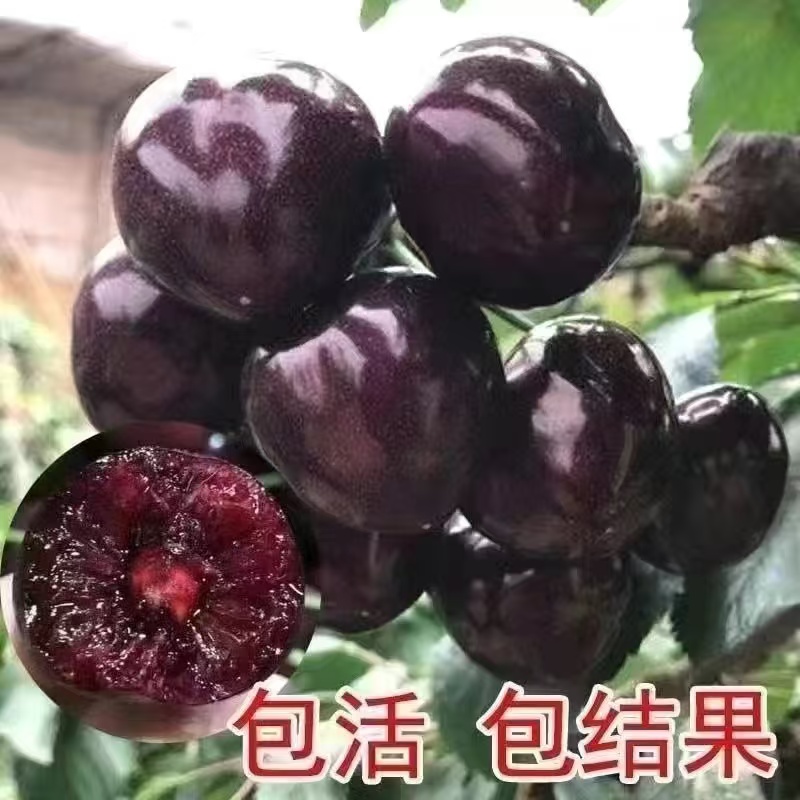 胖.【单棵】车厘子樱桃苗自花授粉南北方种植盆栽地栽（二公分左右）