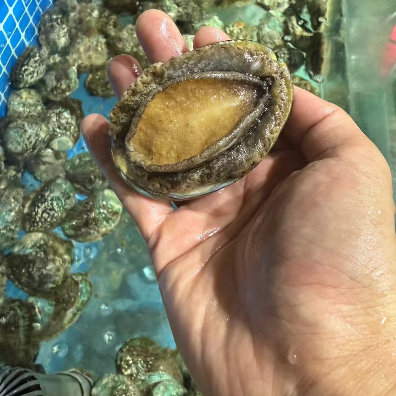 【一只】六头大鲍鱼 包活