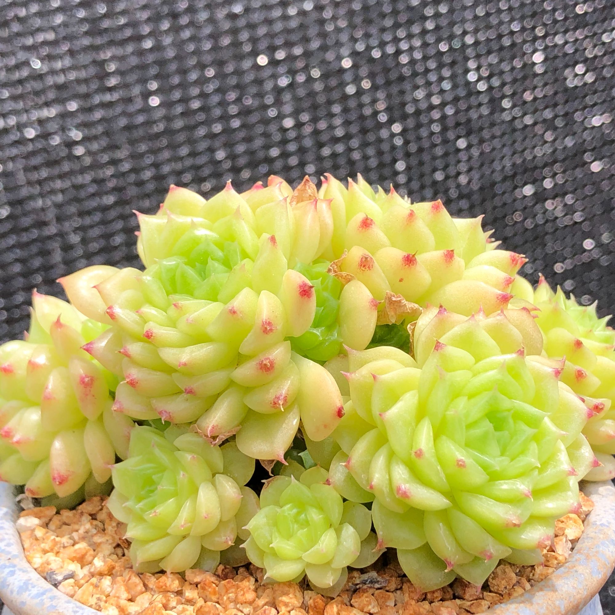 云希多肉 3号【直播链接】请拍对应编号精品多肉，老桩多肉，多肉盆栽