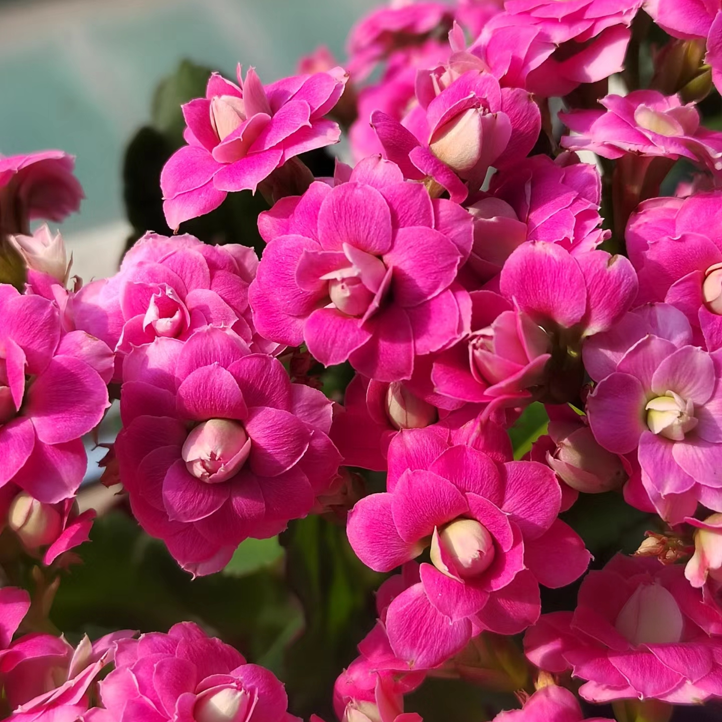 （120盆安德里）稀有品种 重瓣大花