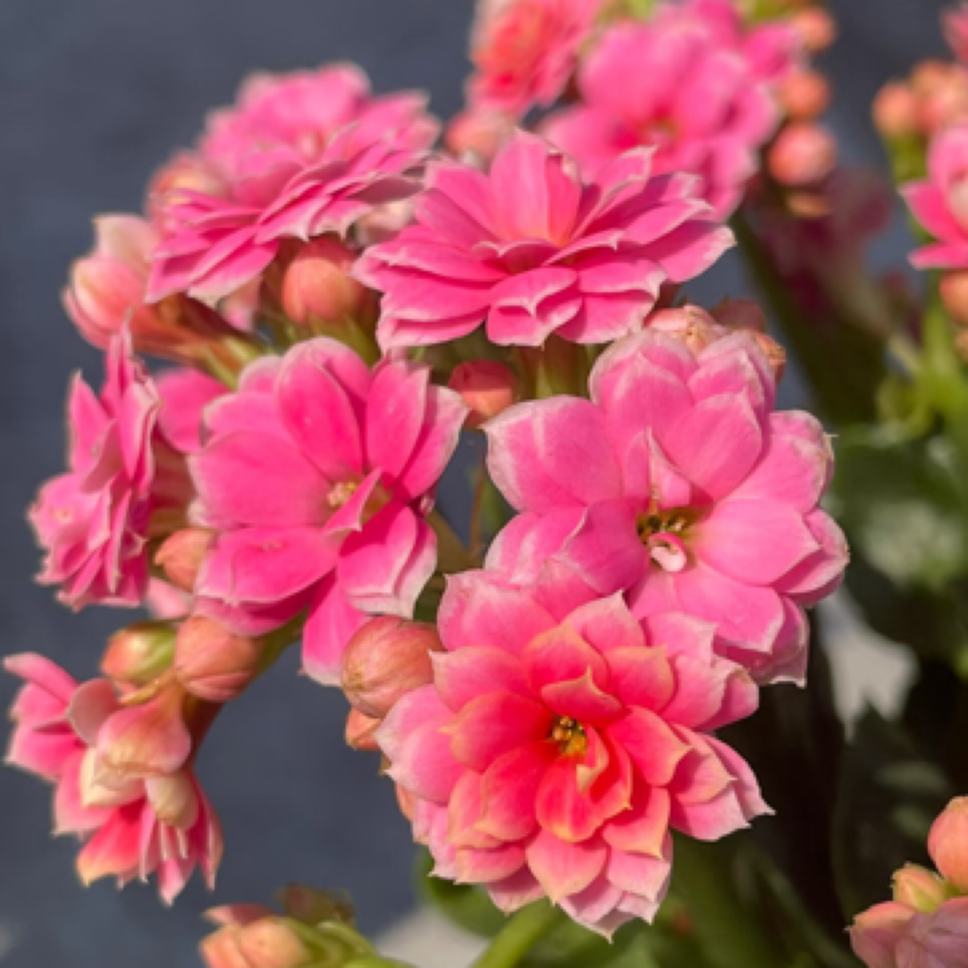 （110盆亮妍) 一代苗长寿 稀有大花品种基地直发