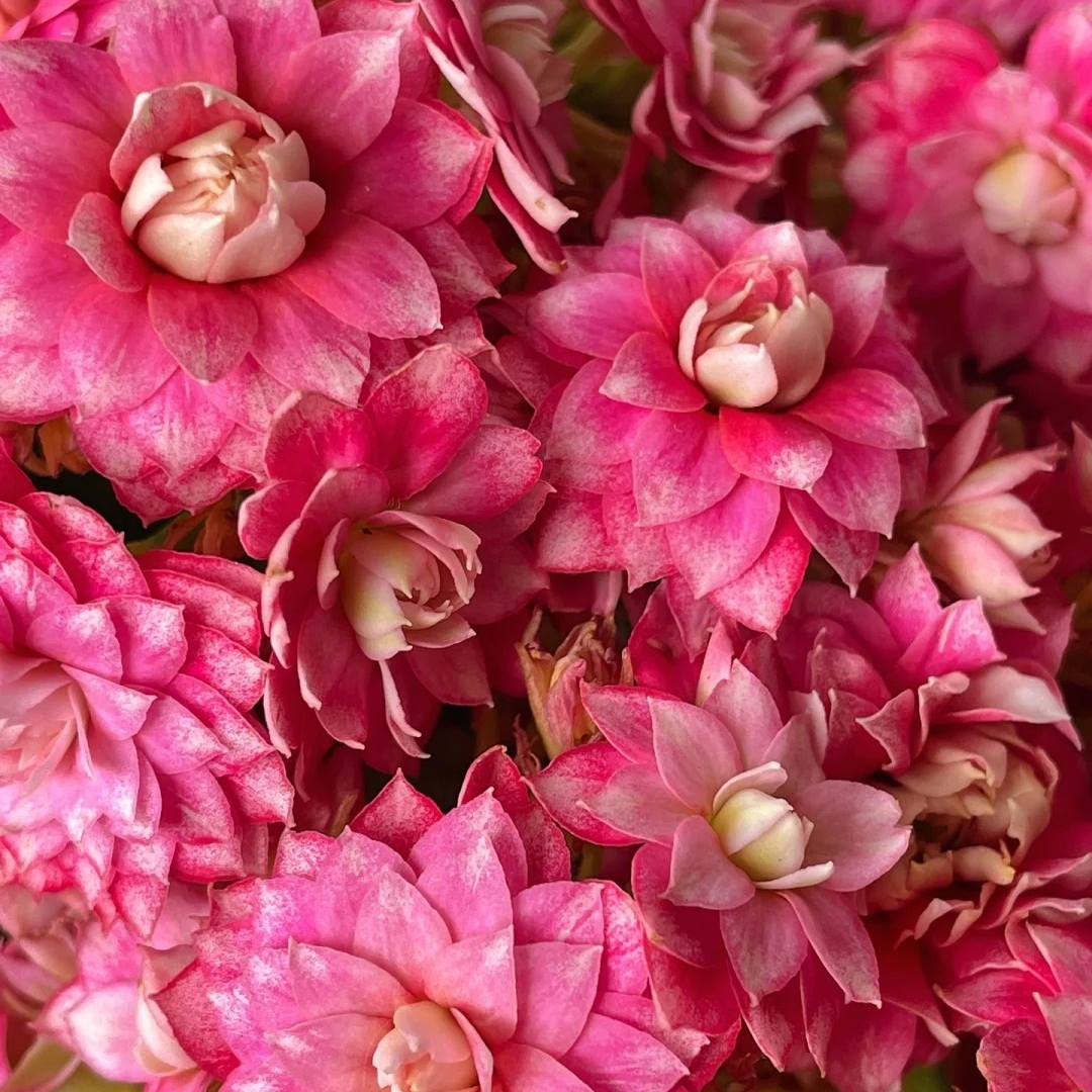 （芙蓉花神110盆) 稀有品种 超级大花 基地直发