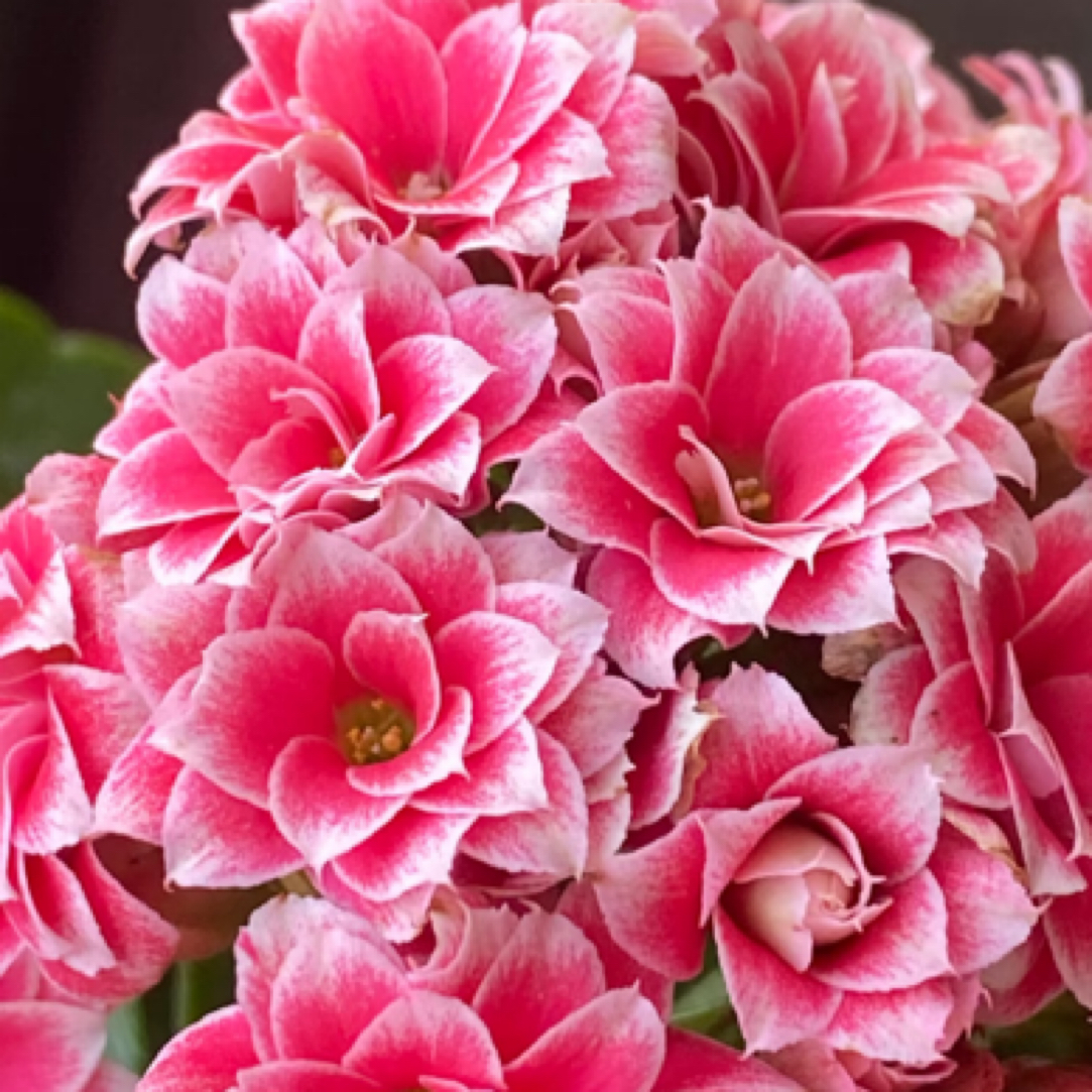 （圣诞之夜110盆) 重瓣大花 稀有品种 基地直发