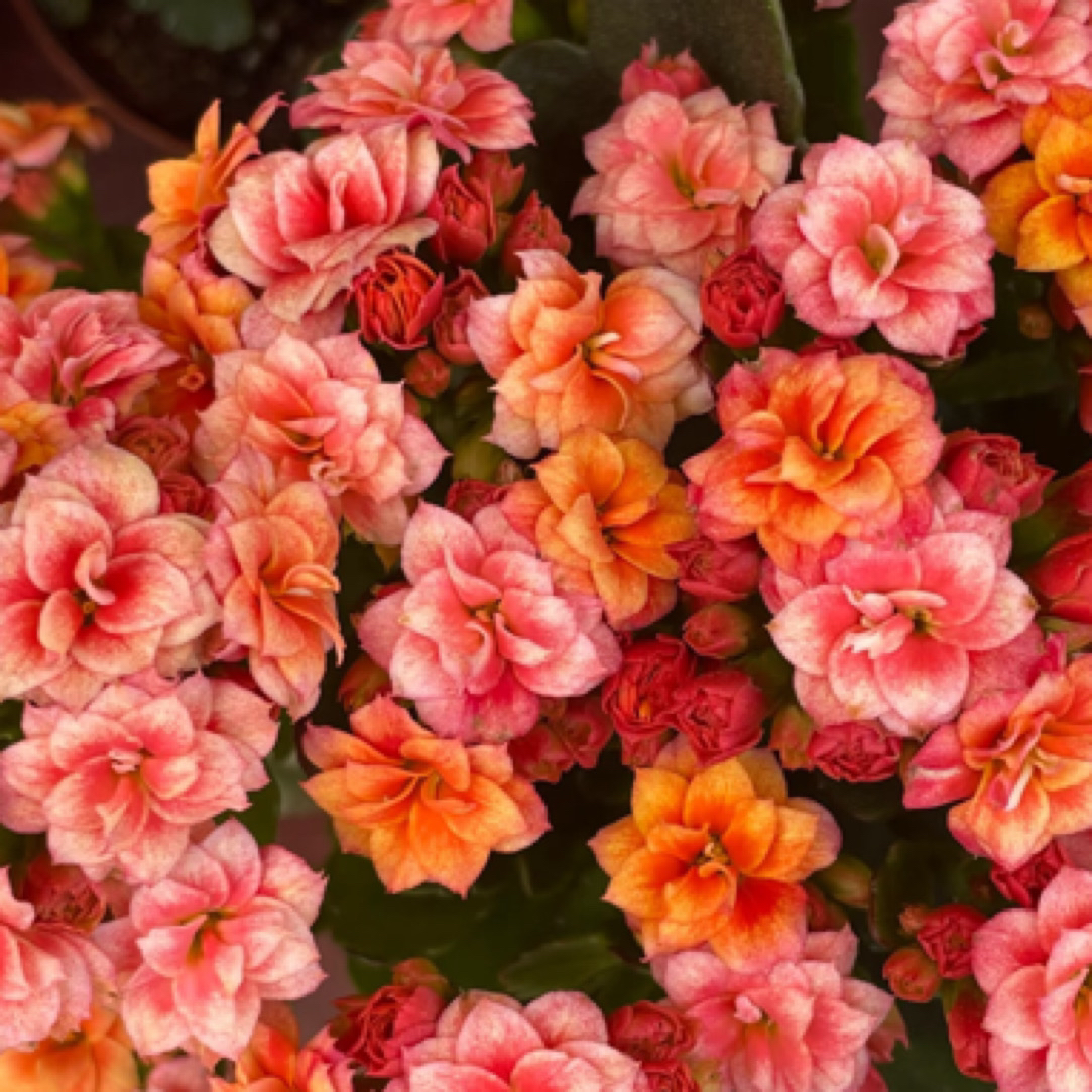 （130盆烟花) 复色重瓣长寿花 室内懒人花卉 基地直发