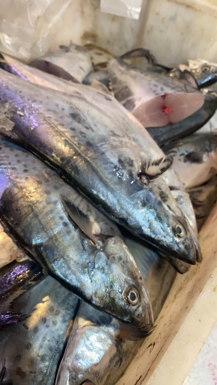 新鲜潮汕马胶鱼（4斤包邮）