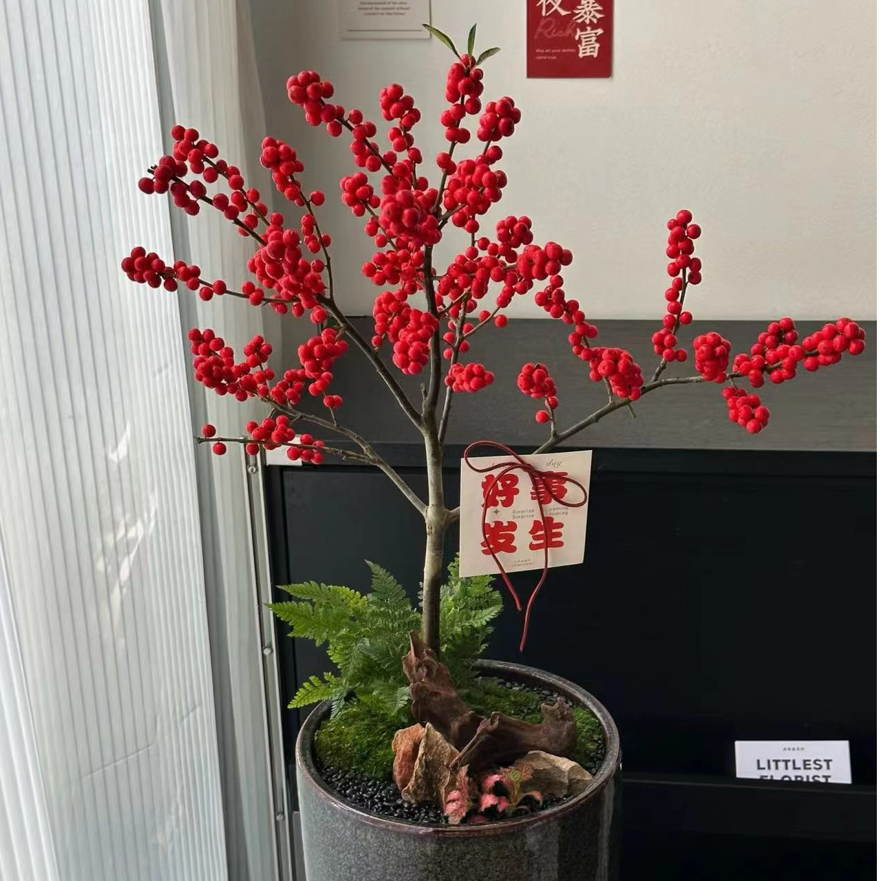 【基地直发】北美冬青盆栽-中秋国庆元旦氛围花材（不带盆）