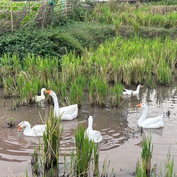 农家散养鸡鸭鹅(宰杀后发生鲜) 包冰率10%以内
